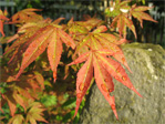 Japanese maple