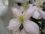 Flower on a vine