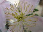 Flower on a vine