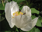 Tree peony