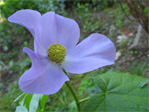 Flower in the wildflower garden