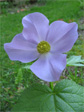 Flower in the wildflower garden