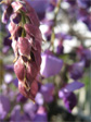 Wisteria