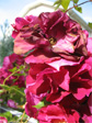 Roses on 17th Avenue