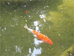 Fish in Volunteer Park