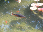 Fish in Volunteer Park