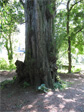 Big old tree behind the tennis courts in Volunteer Park