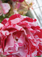 Roses on 17th Avenue