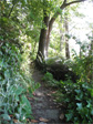 Blaine Street hill garden