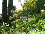 Blaine Street hill garden