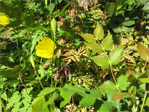 Blaine Street hill garden
