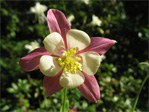 Columbine
