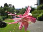 Columbine