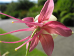 Columbine