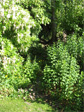 Blaine Street hill garden