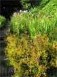 Blaine Street hill garden