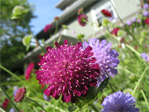 Flowers on 17th Avenue