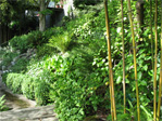 Howe Street hill garden