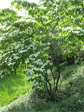 Dogwood on Howe Street hill