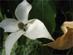 Dogwood flowers