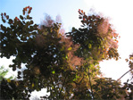 Smoke tree