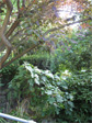 Howe Street hill garden