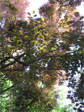 Smoke tree