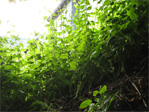 Green leaves