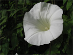 Morning glory flower