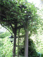 Trellis on Howe Street hill