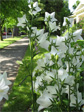 Flowers on 17th Avenue