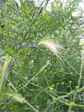 Grass on Howe Street hill