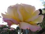 Rose on Boylston Avenue near the interstate