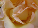 Rose on Boylston Avenue near the interstate