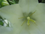 Flower on 17th Avenue