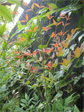 Leaves on a side street