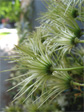 Clematis skeletons