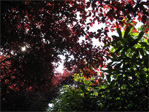 Treetops on a side street