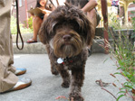 Hershey