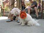 Pancho