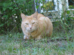 Suspicious kitty