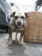 Old Dog
