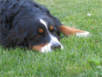 Bernese mountain dog