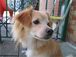 Pretty dog in Ballard
