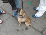 French bulldog
