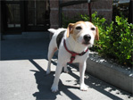 Jack Russell terrier