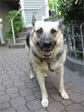 German shepherd