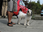 Pet Parade