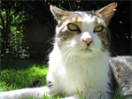 Standoffish cat