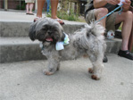 Pet Parade
